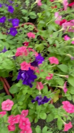 АДАПТАЦИЯ ПЕТУНИИ на улице #цветы #garden #растения #садиогород