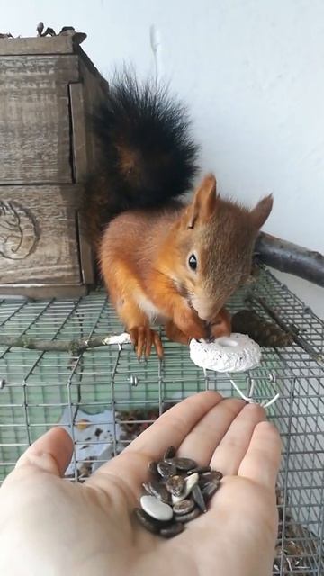 Семки есть? Давай смотреть онлайн