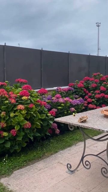 Итальянский дворик с великолепными гортензиями#горте смотреть онлайн