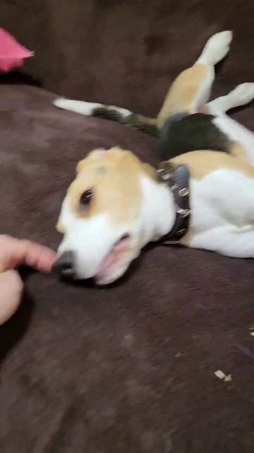 бигль Баньти ест своё ухо #бигль #собака #funnydogs #funny #beagle смотреть онлайн