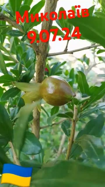 перші зав'язі граната. смотреть онлайн