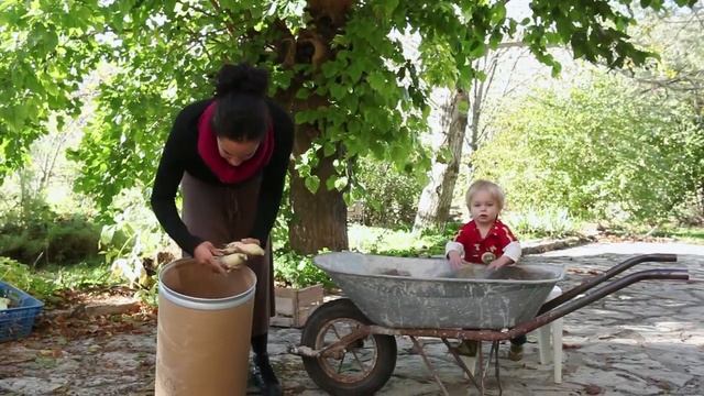 КАК ПРАВИЛЬНО СОБРАТЬ СОБСТВЕННЫЕ СЕМЕНА РЕДИСА И РЕД
