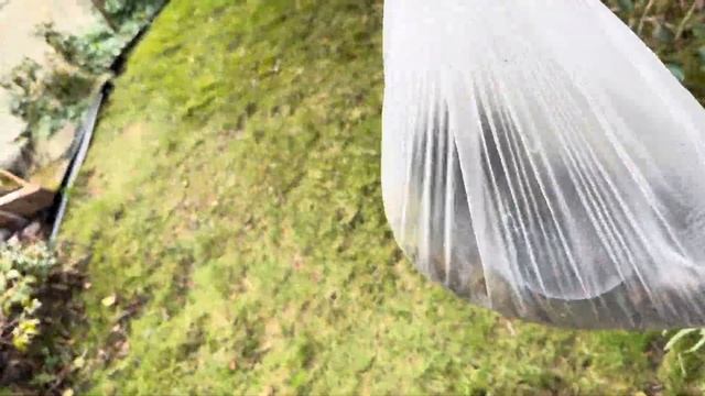 10.03.25 Черенки Бо Бо Метельчатой Гортензии сохраненные смотреть онлайн