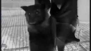🦇 летучие мыши