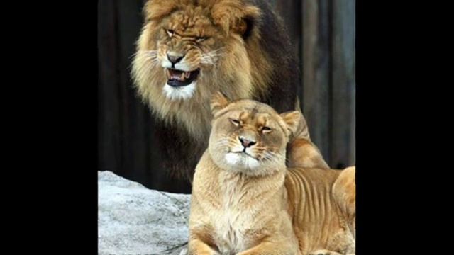 котоматрица смотреть онлайн