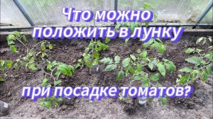 Что я кладу в лунку при посадке томатов и мой горький опыт