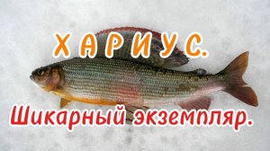 В поиске рыбы в Апреле в Амурской области.