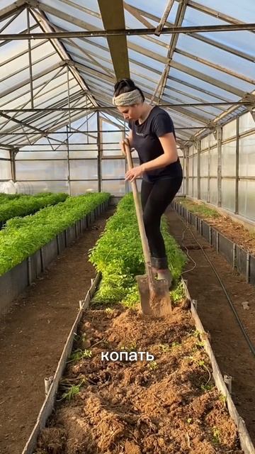 Зачем перекапывать горчицу? #огород #дача смотреть онлайн