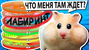 Персик и Снежок преодолевают лабиринт🐹🐹