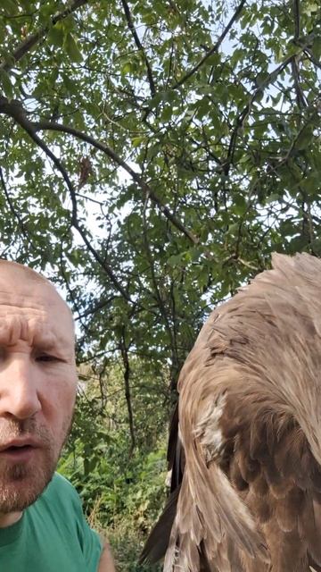 Сушка феном после купания 🦅🦅🦅 #орланбелохвост смотреть онлайн