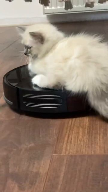 КОТЯТА КАТАЮТСЯ НА ПЫЛЕСОСЕ || С ПИТОМЦАМИ СКУЧНО НЕ БЫ смотреть онлайн