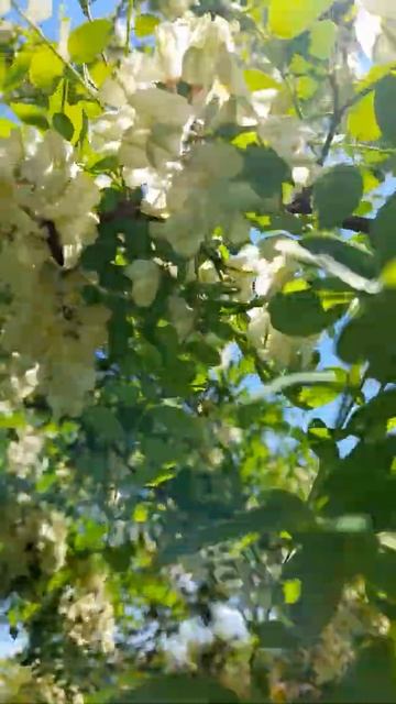 белая акация, цветение. смотреть онлайн