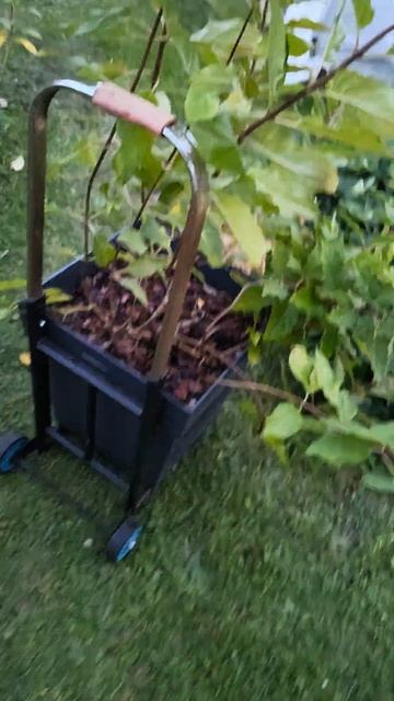 Бережем спину, используем полезные вещи 😉 #garden #сад #г? смотреть онлайн