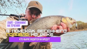 Иду на поиски белого хищника по весенней реке // рыбалка спиннингом на воблер