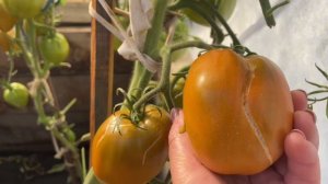 Сибирь. Обзор и дегустация томатов СУРОВАЯ ДЫНЯ НЕМЦЕ?