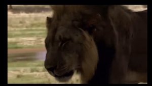 Scar face. Король лев.