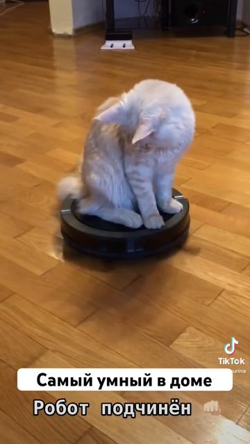 IQ 200🧠 #cat #catlover #животные #funny #мейнкун #смешныеживотные смотреть онлайн