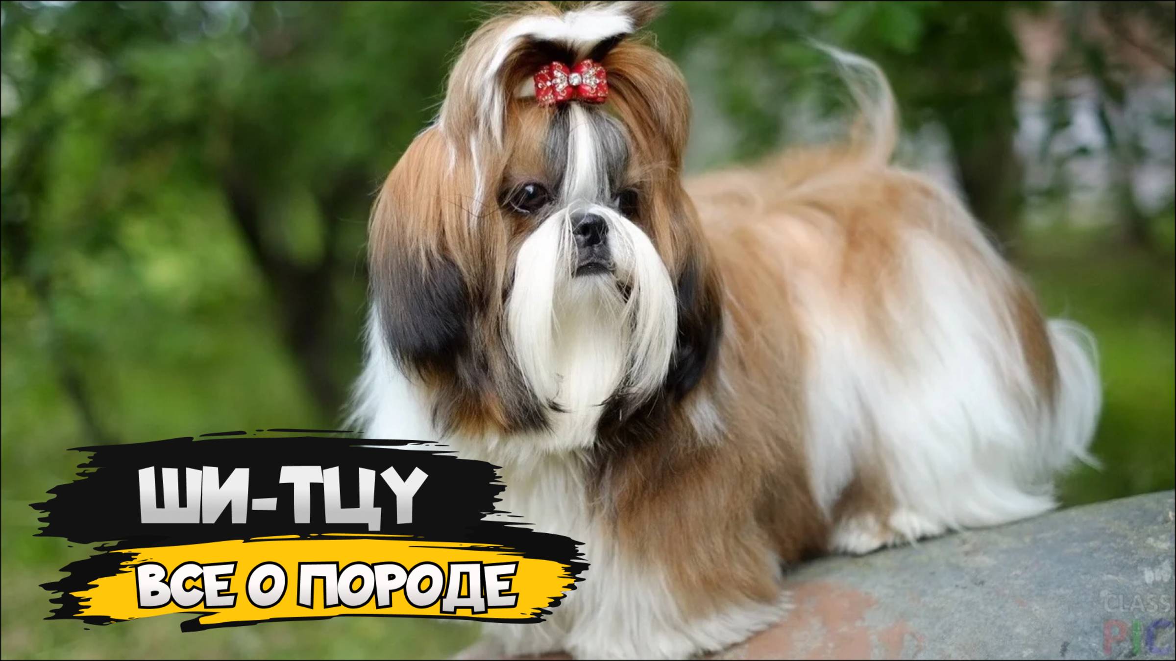 Ши-тцу - Все о породе собаки | Собака породы ши-тцу