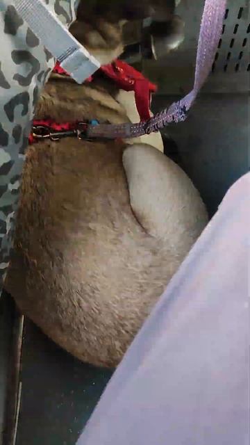 Астра прямує додому з лісу смотреть онлайн