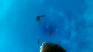 В поисках Дори | Finding Dory