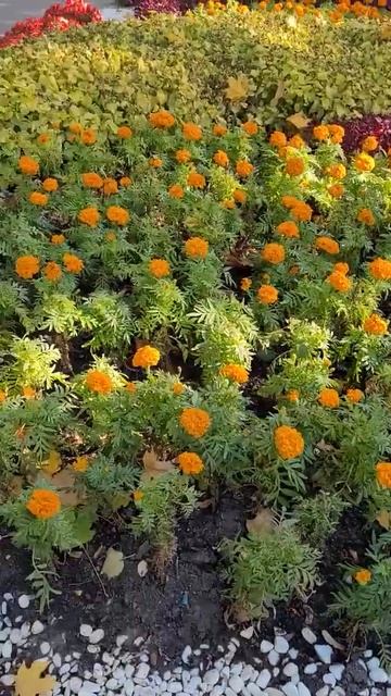 Осенние клумбы Харькова (октябрь 2024) #харьков #харьков? смотреть онлайн