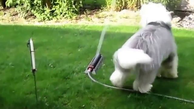 Классное видео и в цирк ходить не надо #166 смотреть онлайн