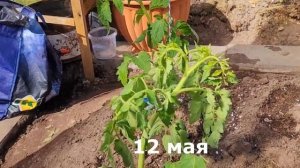 12 мая закончила посадки в теплице