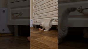 Атаман Владыка леса и первая добыча. Сибирский кот 1 мес 14 дн.