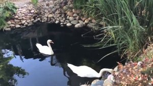 МЫ НЕЖНОСТИ ОБЪЯТЬЯ