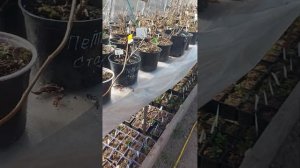 Как пробудить гортензию.? Не просыпаются почки. !Что де