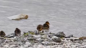 Кряква с выводком!