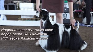 Национальная выставка всех пород ранга САС чемпион РКФ весна  Хакасии – 2025