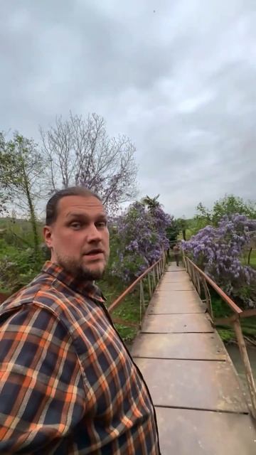 Глициния в Абхазии 😍 смотреть онлайн