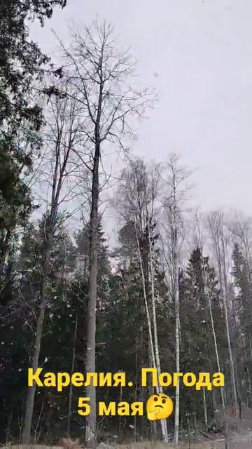 #карелия #петрозаводск погода. снег. смотреть онлайн