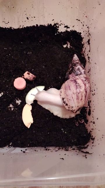 Улитка Ахатина Гигантская ест смотреть онлайн