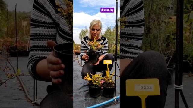 Барбарис Сенсейшен - из нашего питомника Дивный сад.☎? смотреть онлайн