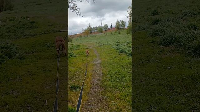 rutube.ru