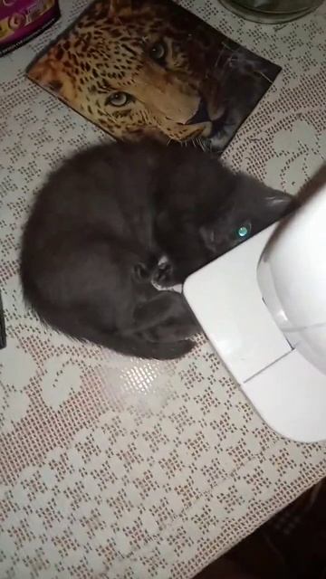 Тёма. Новое место для сна смотреть онлайн