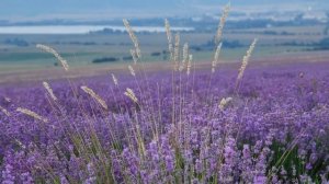 1986  Лаванда , горная лаванда