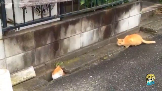 ЛУЧШИЕ ВИДЕО ПРИКОЛЫ ЗА НЕДЕЛЮ/ НОВЫЕ ЛУЧШИЕ ПРИКОЛЫ С КОТАМИ, ДЕТЬМИ, А ТАК ЖЕ АВТО ПРИКОЛЫ,НЕУДАЧ смотреть онлайн