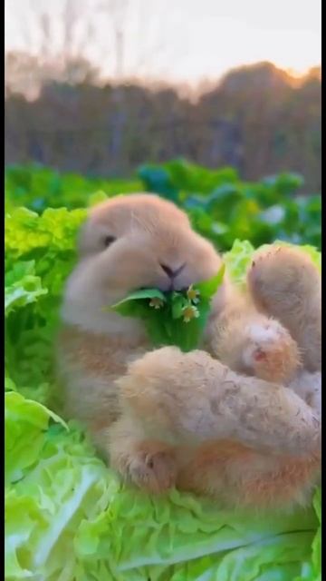 Милый кролик ест капусту смотреть онлайн