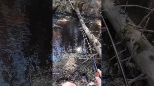 #рыбалка #спиннинг #форель | Двое из ларца учат ловить форель 😊 |