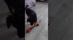 Маха очень любит играть