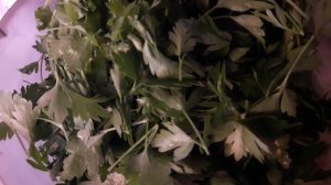 Первый раз сушу петрушку в Дегидраторе RMD 07 (результат)