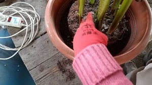 каллы - пересадка в вазоны.