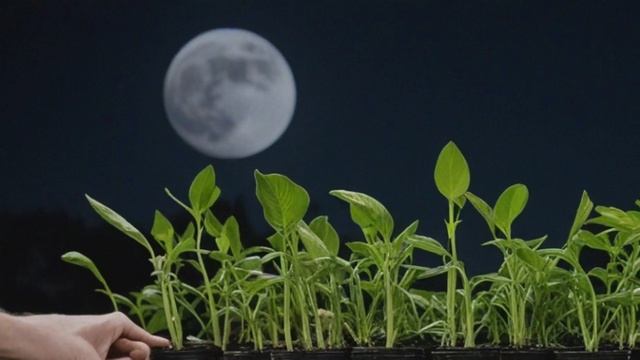 Лунный календарь садовода-огородника на февраль 2018 - Советы огородные