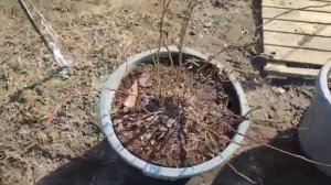 Как перезимовала голубика