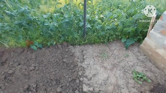Выбросили большую тую/посадили кабачки и дыни и мн.др