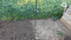 Выбросили большую тую/посадили кабачки и дыни и мн.др