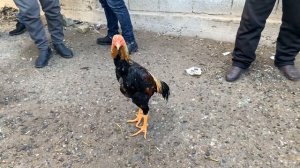 KO'RING! DAKAN XO'ROZ NARXLARI 2023 | ДАКАН ХЎРОЗ НАРХЛАРИ АНДИЖОН ДАКАН БОЗОРИ | ANDIJON